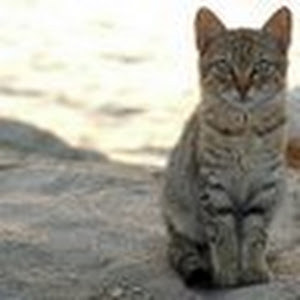 תמונת משתמש