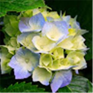 תמונת משתמש