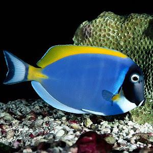 מנחם - תמונה