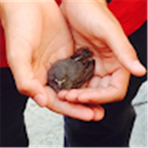 Benny Avriel Sheffer - תמונה