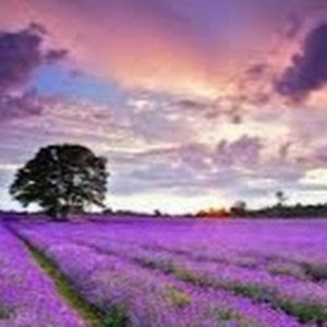 תמונת משתמש