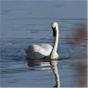 תמונת משתמש