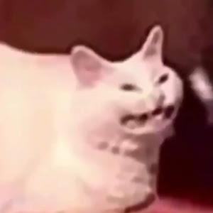 ניקיטה לוזוביק - תמונה