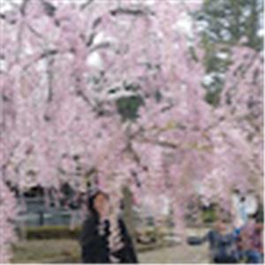 Ronit - תמונה Ronit - תמונה