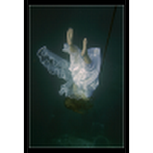 תמונת משתמש