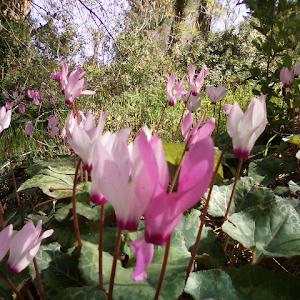 akselrod - תמונה