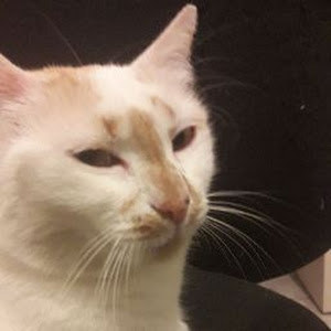 תמונת משתמש