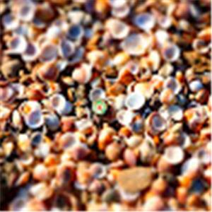 תמונת משתמש