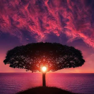 תמונת משתמש