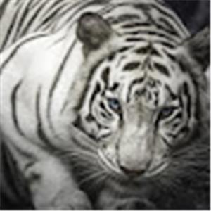 דני מזרחי - תמונה