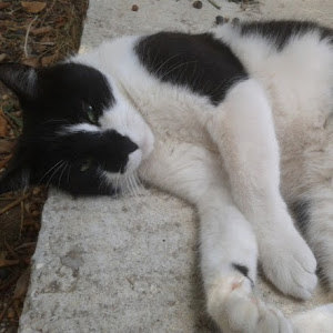 תמונת משתמש