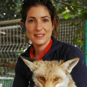 אורן - תמונה