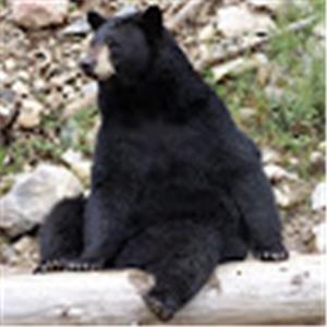 תמונת משתמש