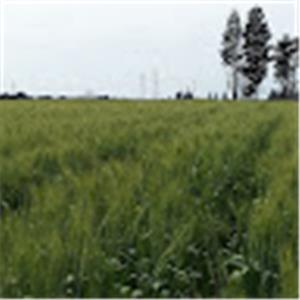 תמונת משתמש