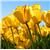 wiseseaweed15