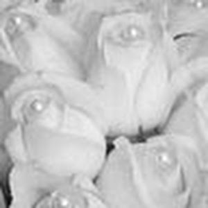 תמונת משתמש