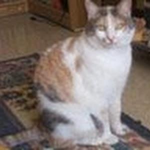 תמונת משתמש