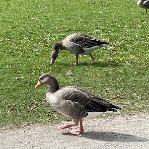 תמונת משתמש