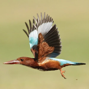 תמונת משתמש