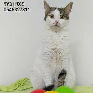 catsitter haifa - תמונה