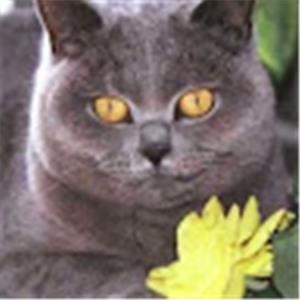 תמונת משתמש