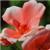 Geranium - תמונה Geranium - תמונה