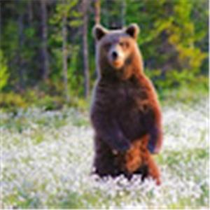 תמונת משתמש