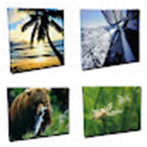 avivit103 - תמונה