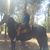 Alon