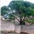 ilanshalev45