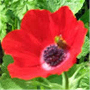 תמונת משתמש