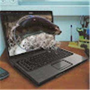 תמונת משתמש