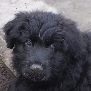 תמונת משתמש