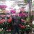 Moshe
