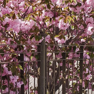 ולדימיר - תמונה