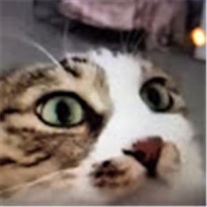 hicohen - תמונה