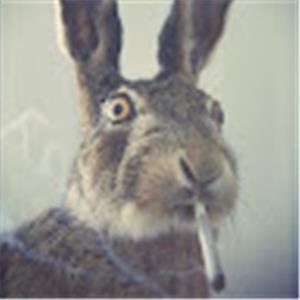 תמונת משתמש