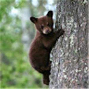 תמונת משתמש