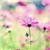 marwa.shalabi