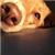 corinnelevy174