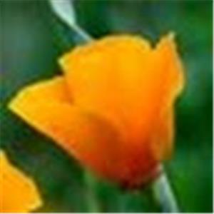 תמונת משתמש