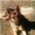 nitzan.asa111