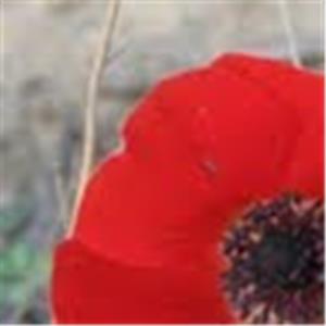 תמונת משתמש