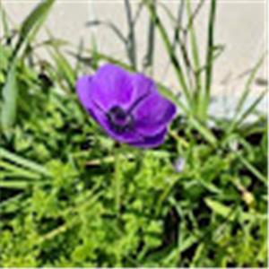 תמונת משתמש