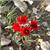 rachel.m.dor