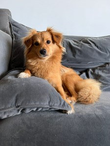 אורלי וישראלולה - תמונה אורלי וישראלולה - תמונה