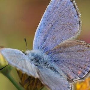 תמונת משתמש