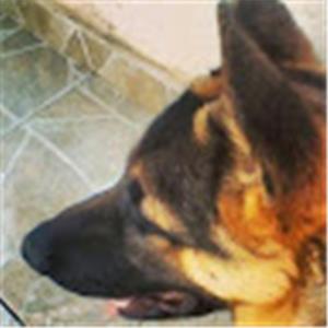 תמונת משתמש