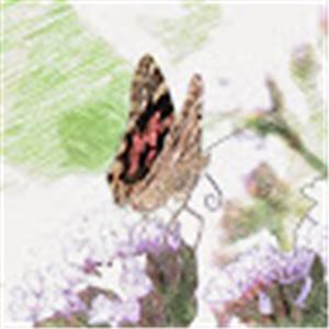 תמונת משתמש