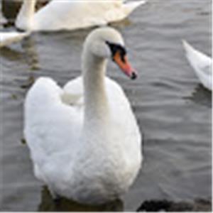 תמונת משתמש